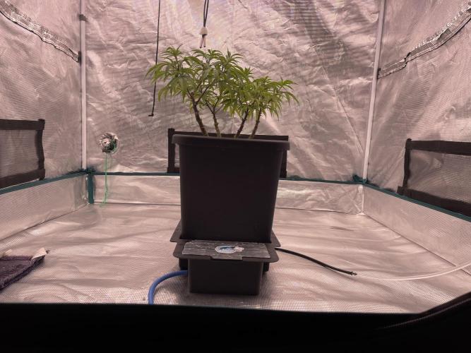 Humboldt Pineapple Round2. Week 12