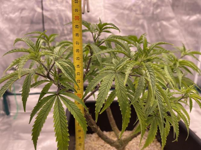 Pineapple Upside Down Cake. Week 12