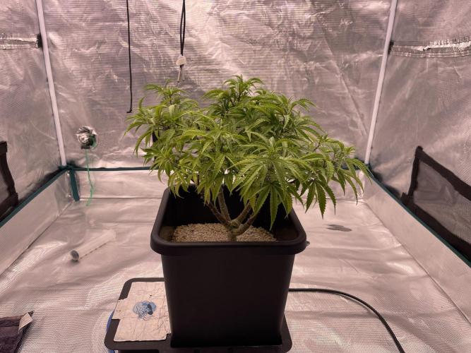 Humboldt Pineapple Round2. Week 13