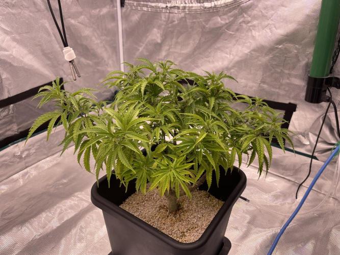 Humboldt Pineapple Round2. Week 13