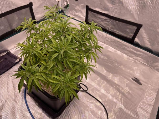 Humboldt Pineapple Round2. Week 13