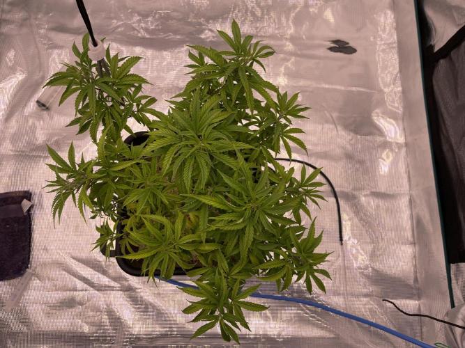 Humboldt Pineapple Round2. Week 13
