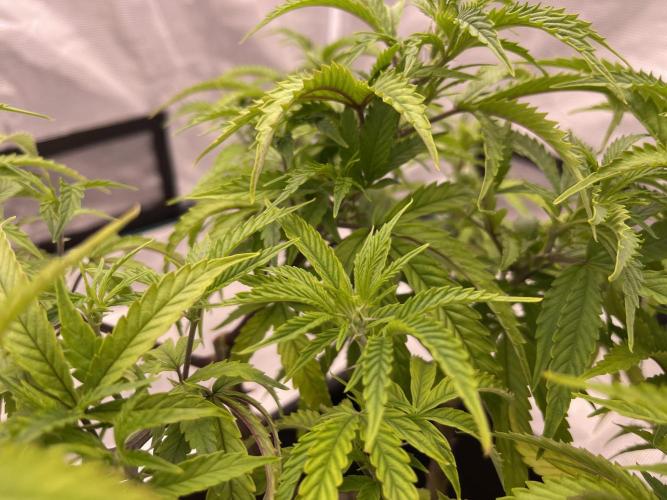 Humboldt Pineapple Round2. Week 13