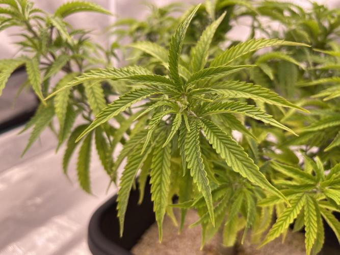 Humboldt Pineapple Round2. Week 13