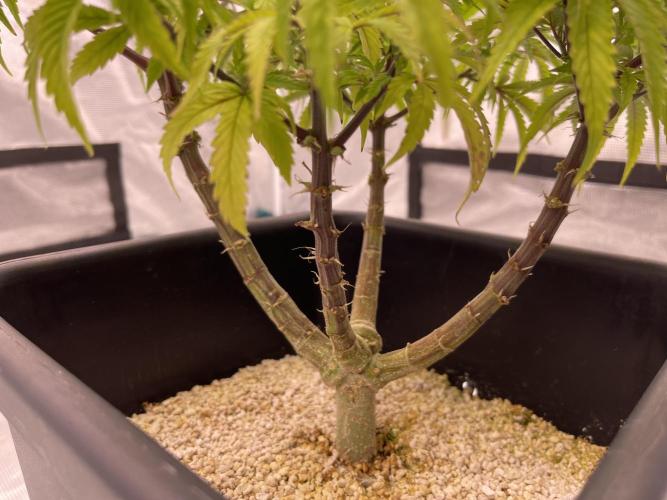 Humboldt Pineapple Round2. Week 13