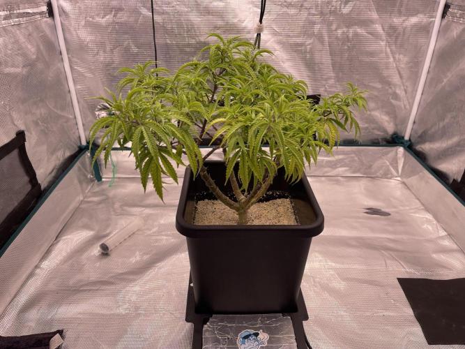 Humboldt Pineapple Round2. Week 14