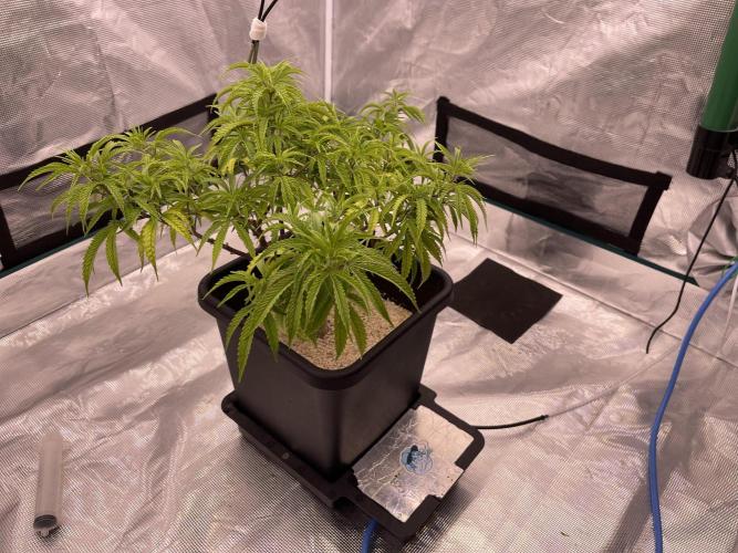 Humboldt Pineapple Round2. Week 14