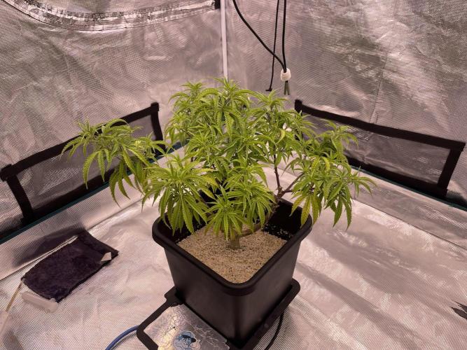 Humboldt Pineapple Round2. Week 14