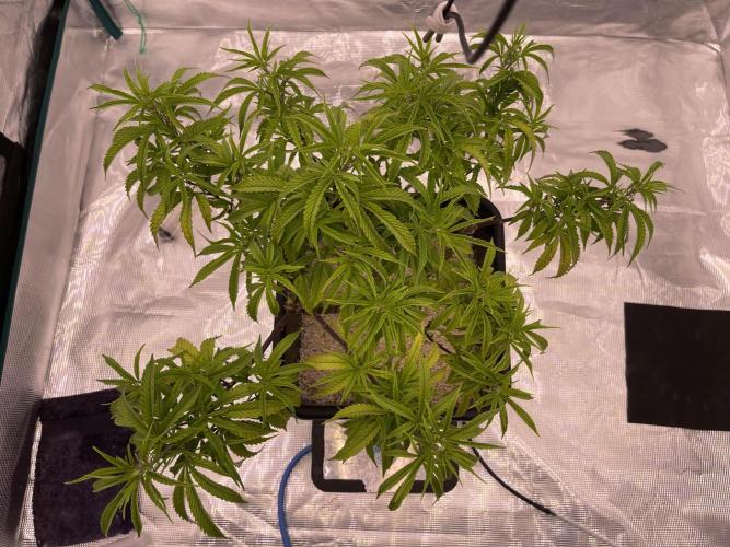 Humboldt Pineapple Round2. Week 14