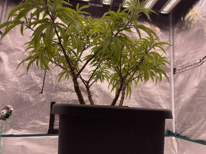 Humboldt Pineapple Round2. Week 14