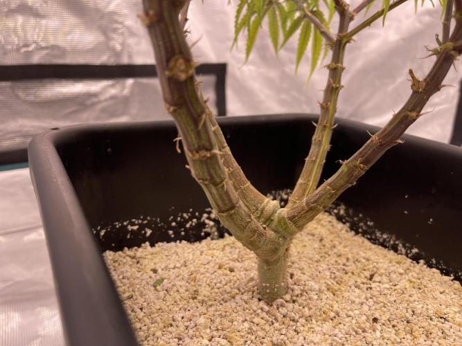 Humboldt Pineapple Round2. Week 14