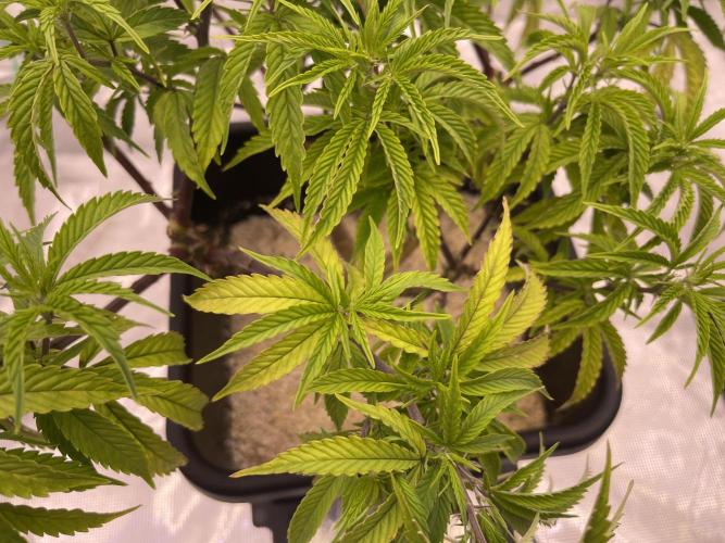 Humboldt Pineapple Round2. Week 14