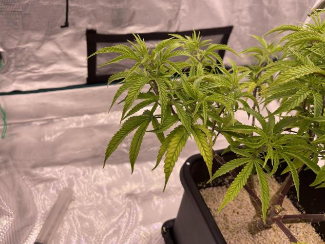 Humboldt Pineapple Round2. Week 14