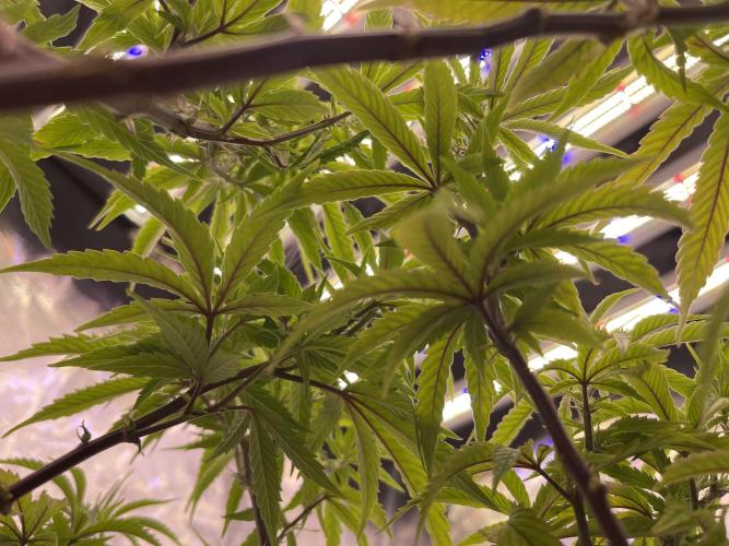 Pineapple Upside Down Cake. Week 14