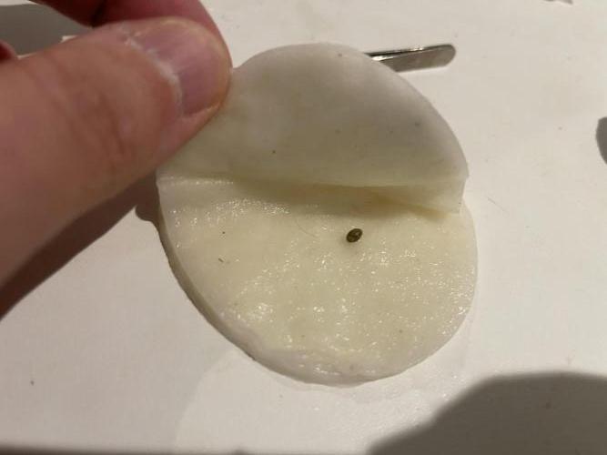 Humboldt Pineapple Round2. Week 0