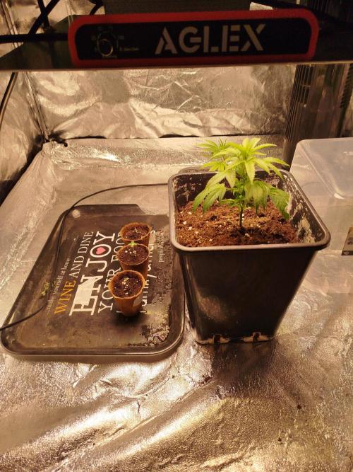 First Indoor. Week 0