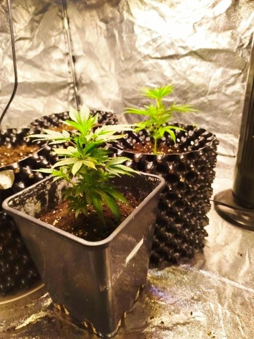 First Indoor. Week 0