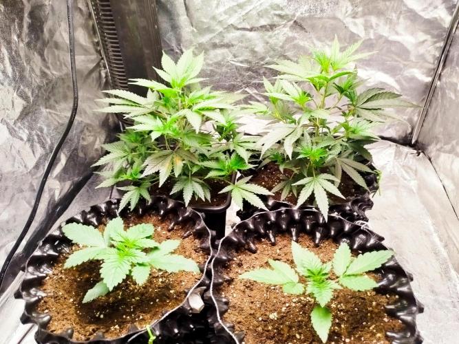 First Indoor. Week 1