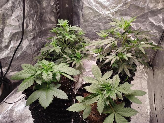 First Indoor. Week 1