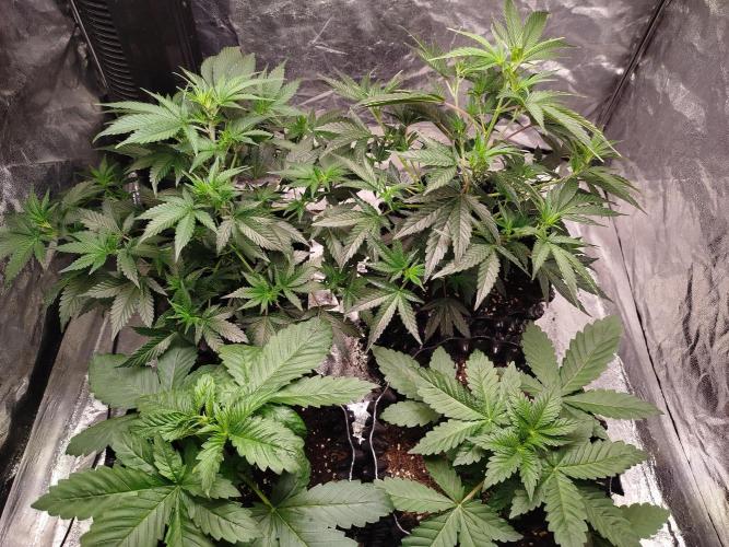 First Indoor. Week 1