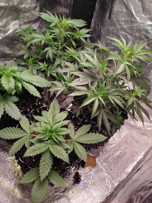 First Indoor. Week 1