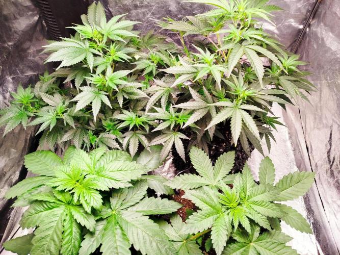 First Indoor. Week 2