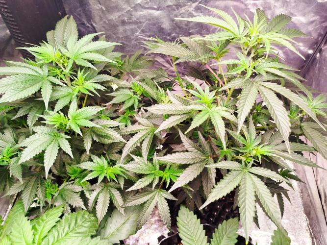 First Indoor. Week 2