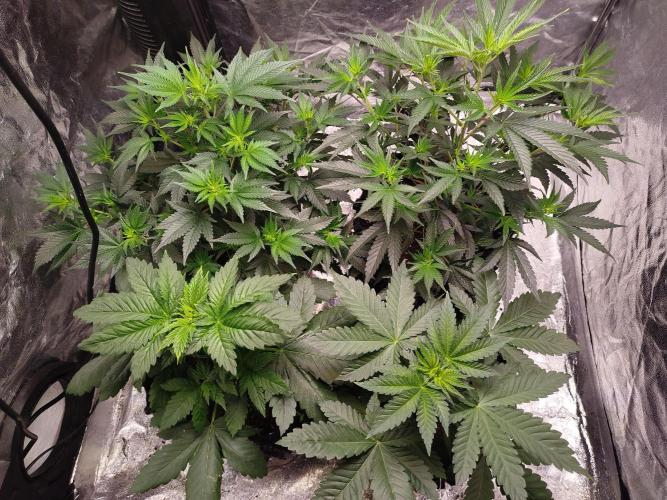 First Indoor. Week 3