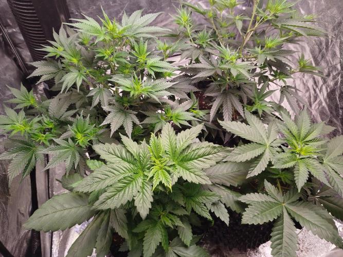 First Indoor. Week 3