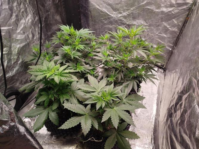 First Indoor. Week 4