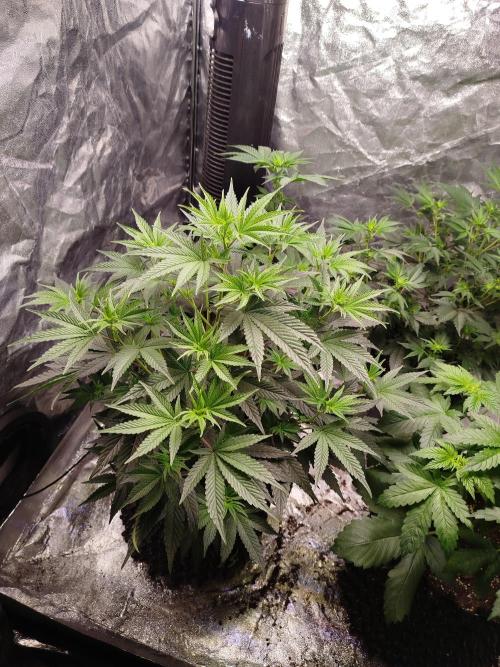 First Indoor. Week 5