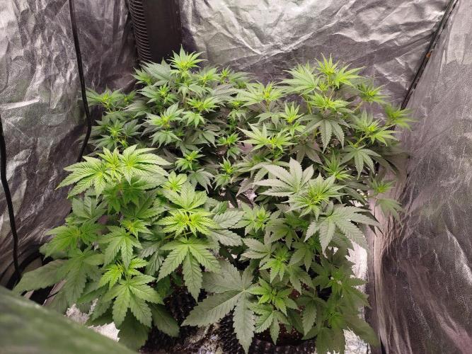 First Indoor. Week 5