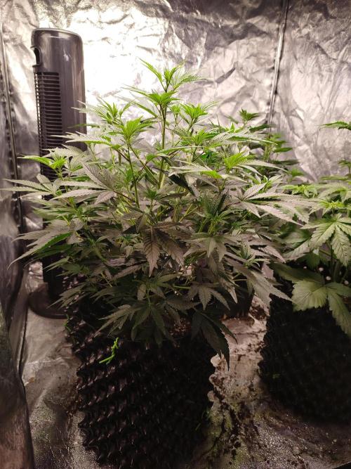 First Indoor. Week 5