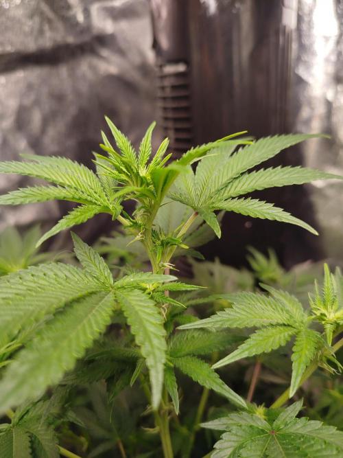 First Indoor. Week 6