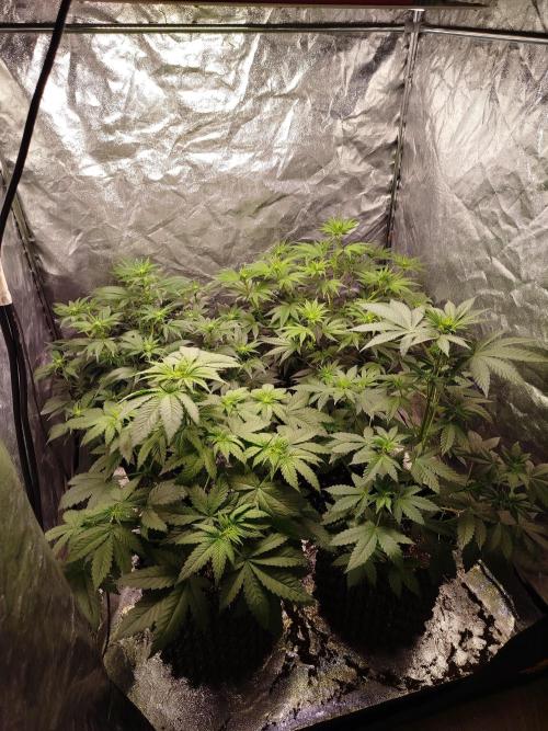 First Indoor. Week 7