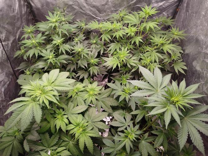 First Indoor. Week 7