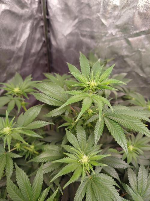 First Indoor. Week 7