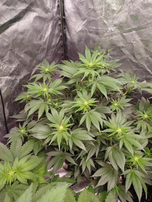 First Indoor. Week 7