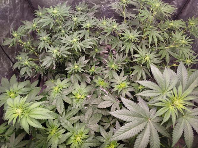 First Indoor. Week 8