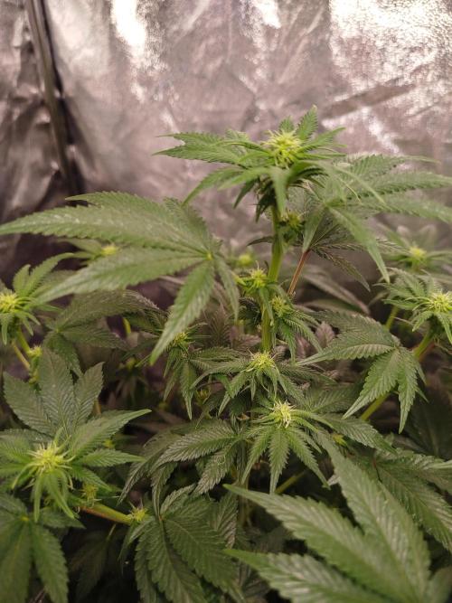 First Indoor. Week 8