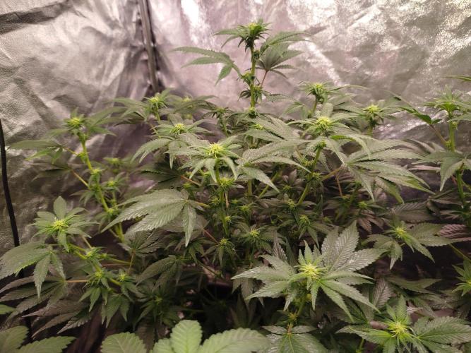 First Indoor. Week 8