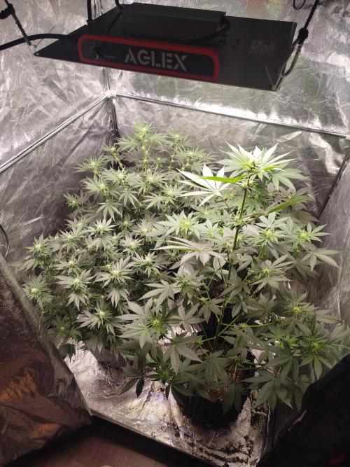 First Indoor. Week 9