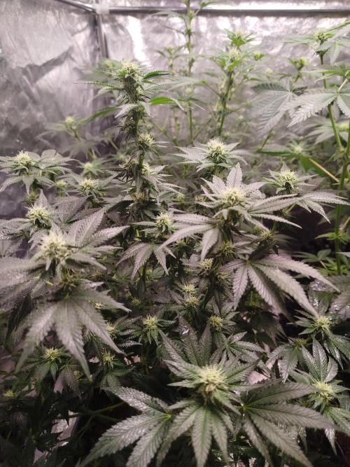 First Indoor. Week 9