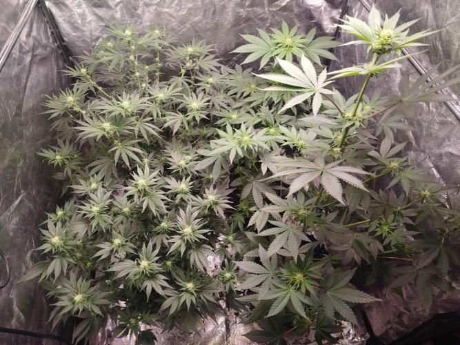 First Indoor. Week 9