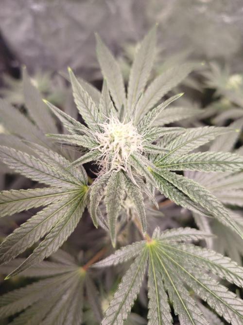 First Indoor. Week 10