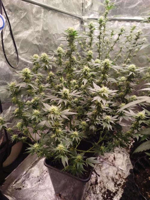 First Indoor. Week 10