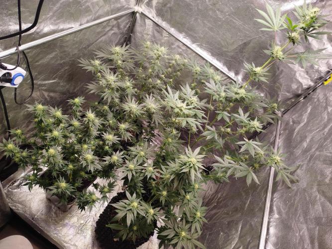 First Indoor. Week 10