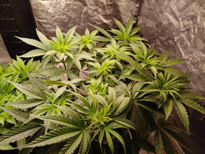 Blue Zushi Photoperiodisch. Week 7 - LST