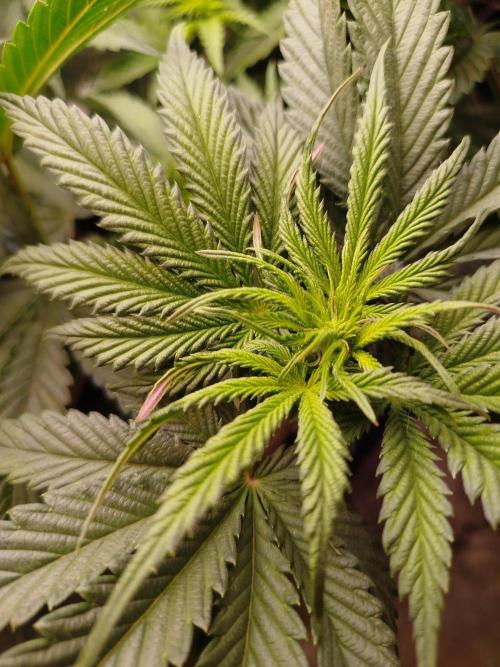 Blue Zushi Photoperiodisch. Week 7 - LST