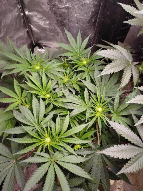 Blue Zushi Photoperiodisch. Week 8